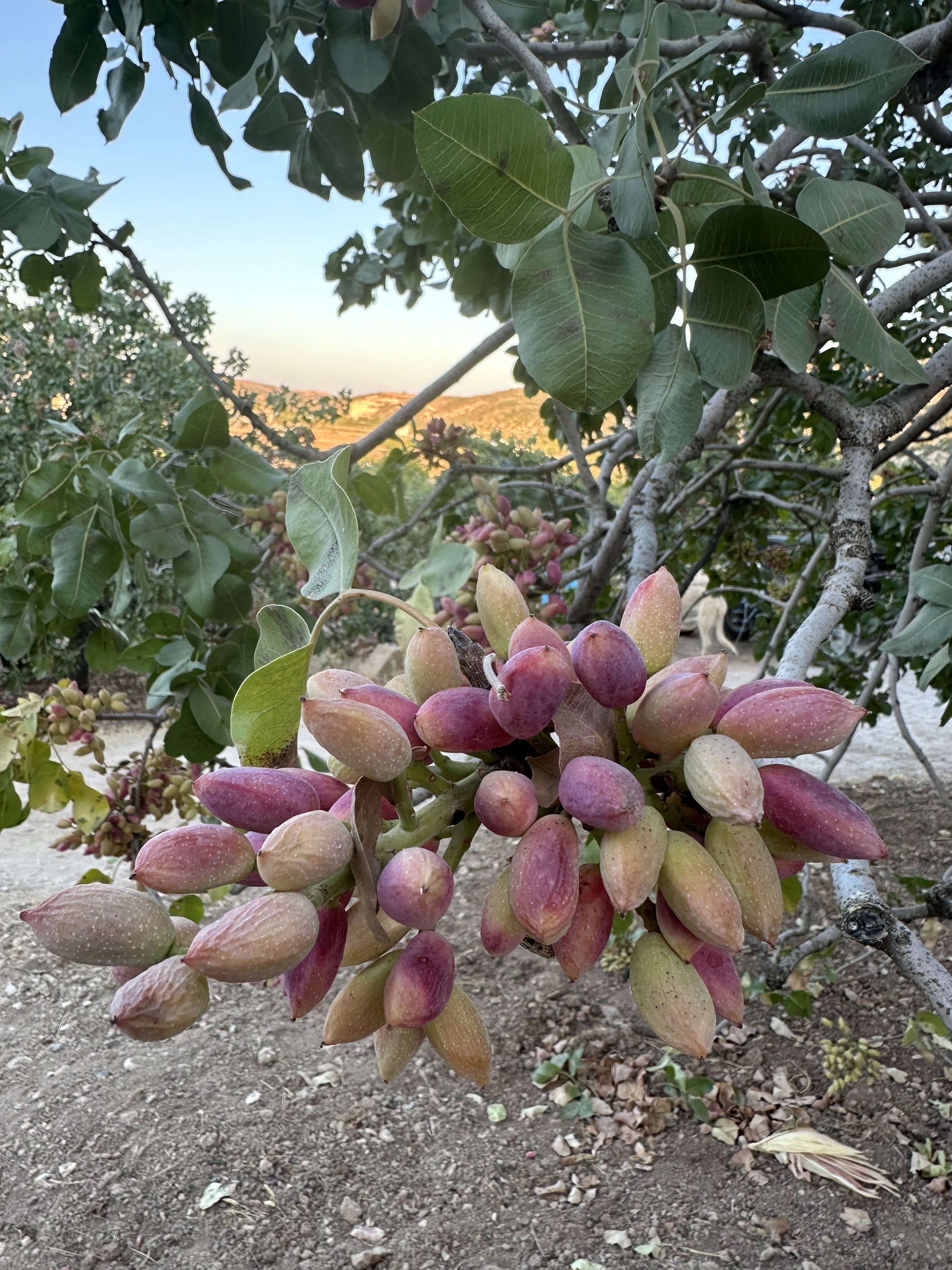 Köyümüzden Kareler 
